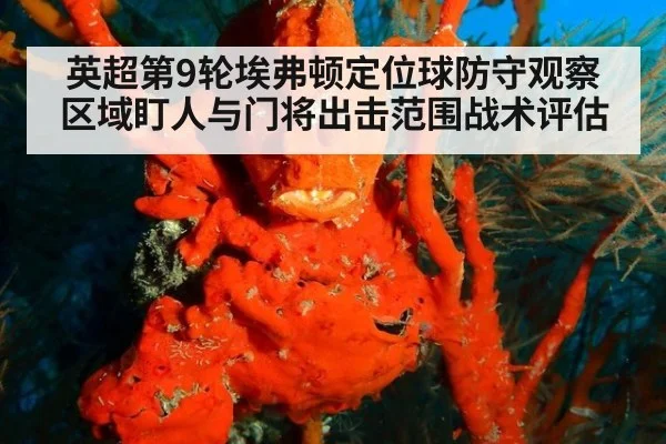 英超第9轮埃弗顿定位球防守观察 区域盯人与门将出击范围战术评估